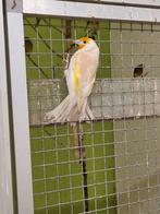 Grote distelvinken muteren, Dieren en Toebehoren, Vogels | Overige Vogels, Vrouwelijk, Tropenvogel, Geringd