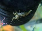 Neocaridina garnalen ( kleurloos)