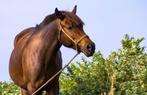 Gezocht wandelpaard, Dieren en Toebehoren, Ophalen