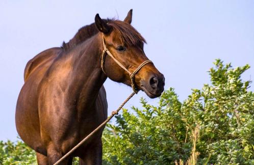 Gezocht wandelpaard, Dieren en Toebehoren, Paarden en Pony's | Beschermers, Ophalen