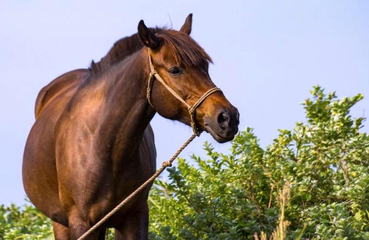 Gezocht wandelpaard, Dieren en Toebehoren, Paarden en Pony's | Beschermers, Ophalen