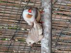 Isabel zebravinken, Dieren en Toebehoren, Vogels | Overige Vogels