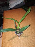 Orchidée Epicattleya 'Black Comet', Enlèvement