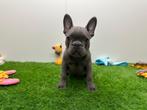 Franse Buldog pups, Dieren en Toebehoren, België, 8 tot 15 weken, CDV (hondenziekte), Bulldog