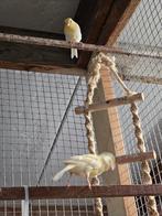 Kanaries, Dieren en Toebehoren, Vogels | Kanaries, Geslacht onbekend, Zangkanarie