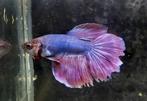 Betta halfmoon, Dieren en Toebehoren, Vis, Zoetwatervis