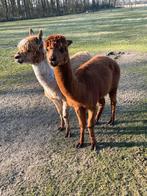 Alpaca hengsten, Dieren en Toebehoren