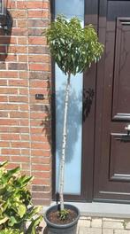 Bolvorm portugese laurier 4st., Tuin en Terras, Planten | Bomen, Ophalen