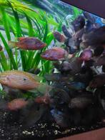Uitdunning Hemichromis bimaculatus/lifalili + gratis slakjes, Vis, Zoetwatervis