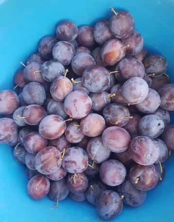 bio pruimen 'Bleu de Belgique', Enlèvement