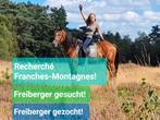 Gezocht Franches-Montagnes / Freiberger merrie!, Dieren en Toebehoren, Merrie