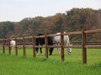 22. Omheining | houten omheining | doorsteek omheining, Weidegang, 4 paarden of pony's of meer