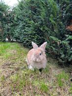 Koppel konijnen, Dieren en Toebehoren, Meerdere dieren, Middelgroot, 0 tot 2 jaar