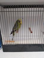 Engelse parkiet, Dieren en Toebehoren, Geringd