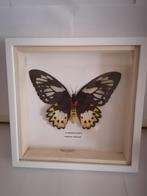 Taxidermy, Verzamelen, Ophalen of Verzenden, Nieuw, Insect, Opgezet dier