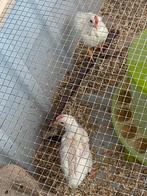 3 jonge hanen geboren rond 9april (6 weken oud ), Dieren en Toebehoren