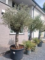 Olijfboom Olea Europaea, Tuin en Terras, Planten | Bomen, Ophalen, Olijfboom
