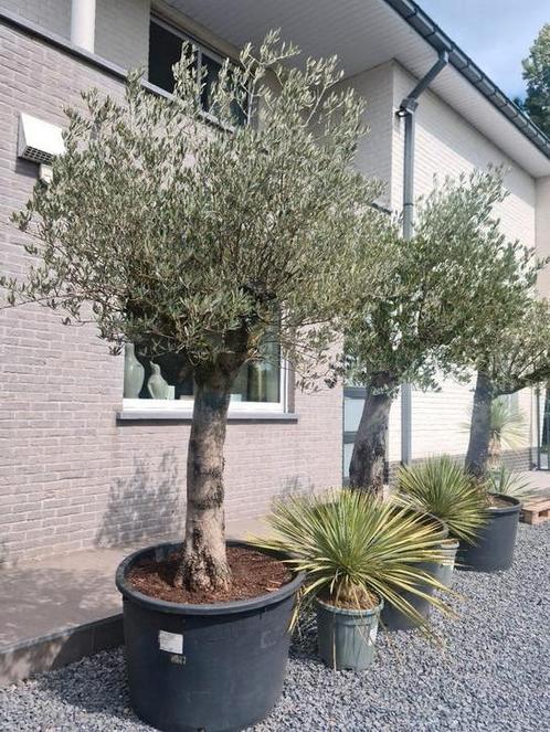 Olijfboom Olea Europaea, Tuin en Terras, Planten | Bomen, Olijfboom, Ophalen