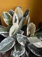 Planten, Tuin en Terras, Ophalen