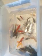 Te koop dringend wegens verhuizing !!, Dieren en Toebehoren