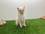 Dwergkeeshond pups