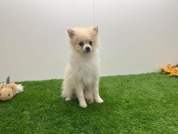 Dwergkeeshond pups beschikbaar voor biedingen