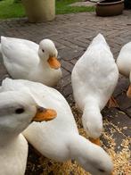 Kwakertjes, Dieren en Toebehoren, Pluimvee | Toebehoren, Ophalen, Overige typen