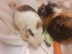 2 cavia's, halftam, man, Dieren en Toebehoren, Knaagdieren, Januari, Mannelijk, Cavia
