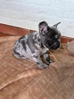 Beaux chiots bouledogues français, Animaux & Accessoires, Chiens | Bouledogues, Pinschers & Molossoïdes, Bouledogue, Plusieurs