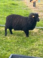 Skudde ram te koop, Dieren en Toebehoren, Schapen, Geiten en Varkens, Mannelijk, Schaap, 0 tot 2 jaar