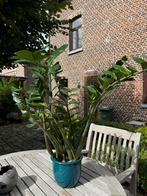 Emerald palm- grote makkelijke kamerplant incl cachepot, Enlèvement, Palmier