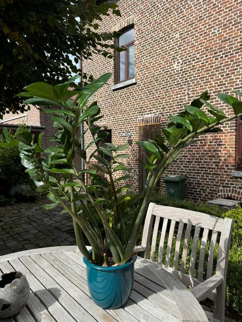 Emerald palm- grote makkelijke kamerplant incl cachepot, Huis en Inrichting, Kamerplanten, Palm, Ophalen