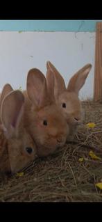 Vlaamse reuzen ras zuiver, Dieren en Toebehoren