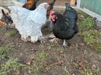 2 hennen Brahma en Marans, Dieren en Toebehoren, Pluimvee