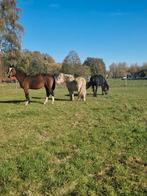 Plekje vrij op een weide te Boortmeerbeek, Dieren en Toebehoren, Paarden