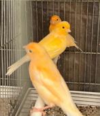 Twee maanden oude oranje kanaries te koop., Dieren en Toebehoren, Mannelijk