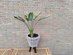 Kamerplant/parijsvogelplant, Ophalen