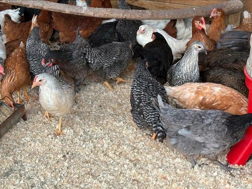 Legkippen pasen en paasmaandag 10-16uur, Dieren en Toebehoren, Pluimvee