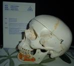 3 B Sciëntific: anatomisch model schedel mens - NIEUWSTAAT!, Nieuw, Ophalen of Verzenden