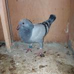 Jonge duiven 2026, Dieren en Toebehoren, Vogels | Duiven