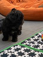 Shihtzu puppy’s, België, Parvo, Overige rassen, 8 tot 15 weken