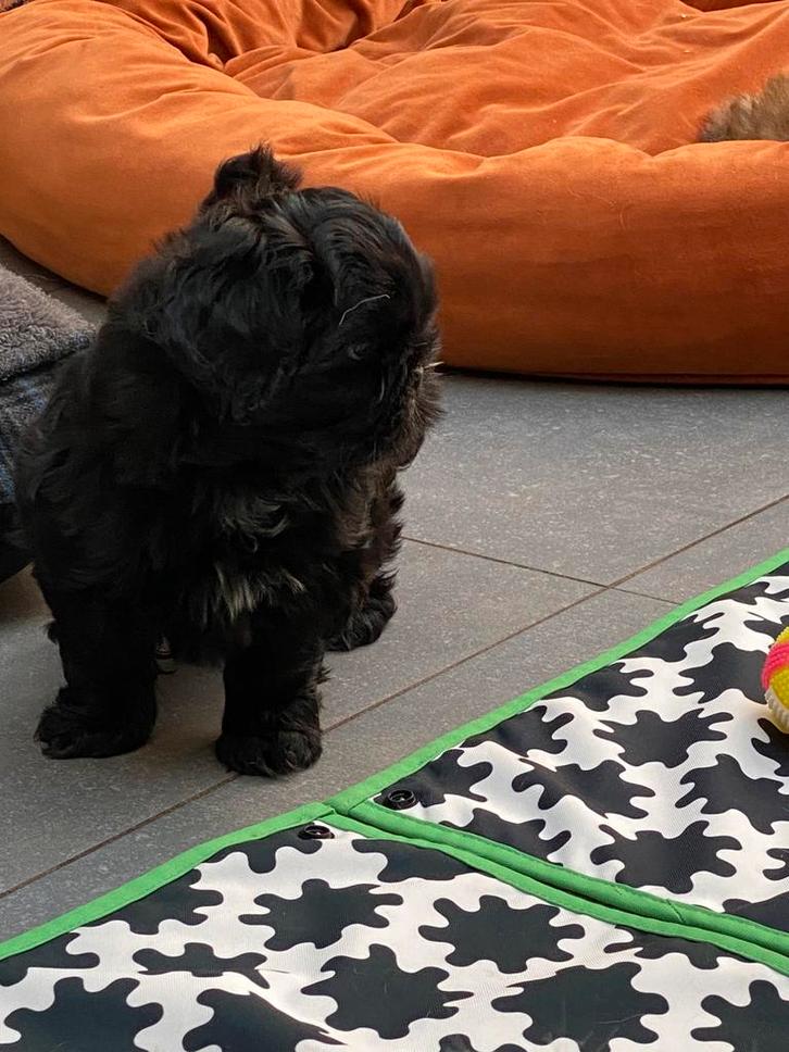 Shihtzu puppy’s, Dieren en Toebehoren, Honden | Chihuahua's en Gezelschapshonden, Teef, Overige rassen, Fokker | Professioneel