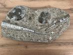 Dalle fossilisée de coquilles d'ammonite et d'orthoceras, Fossile, Enlèvement ou Envoi
