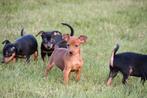 Dwergpinscher pups te koop, Dieren en Toebehoren, Honden | Bulldogs, Pinschers en Molossers, 15 weken tot 1 jaar, Overige rassen