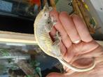 Koppel wimpergekko's te koop, Hagedis, Tam, 3 tot 6 jaar