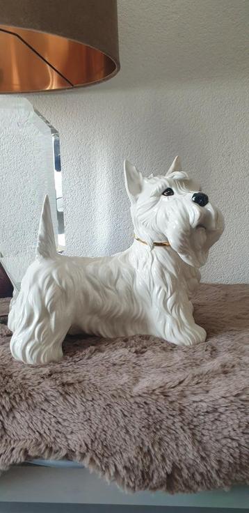 Westhigland terrier  beschikbaar voor biedingen