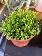 slaapkamergeluk, Tuin en Terras, Ophalen, Vaste plant