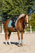 Prachtige new forest ruin, Dieren en Toebehoren, Pony's, Met stamboom, Z, Ruin, Dressuurpony