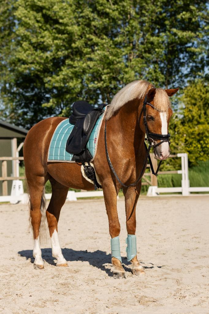 Prachtige new forest ruin, Dieren en Toebehoren, Pony's, Ruin, Z, D pony (1.37m tot 1.48m), Dressuurpony, 7 tot 10 jaar, Met stamboom