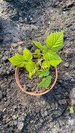 Frambozen planten geel, Tuin en Terras, Ophalen